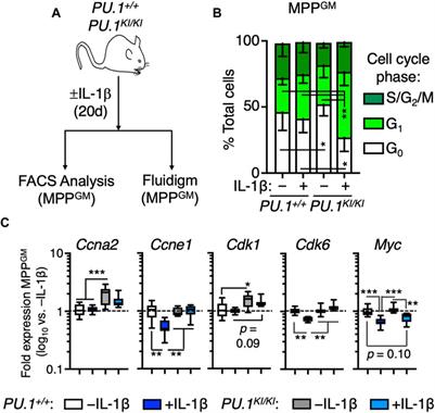 PU.1 is required to restrain myelopoiesis during chronic inflammatory stress